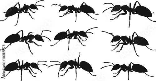 Ant silhouette vector collection, black insect illustrations, detailed crawling ants, nature design elements, entomology graphics, insect colony art