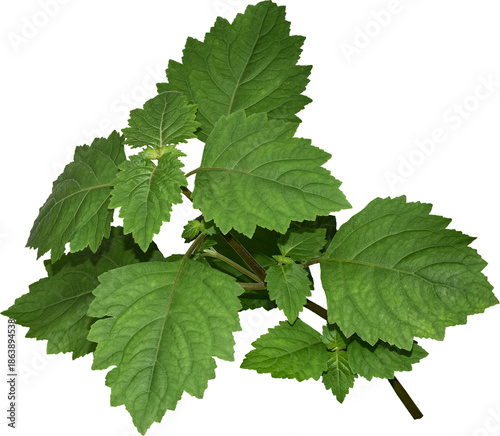 Patchouli leaves (Pogostemon cablin) on a transparent background. Patchouli leaves are the basic ingredient for making essential oils. PNG	