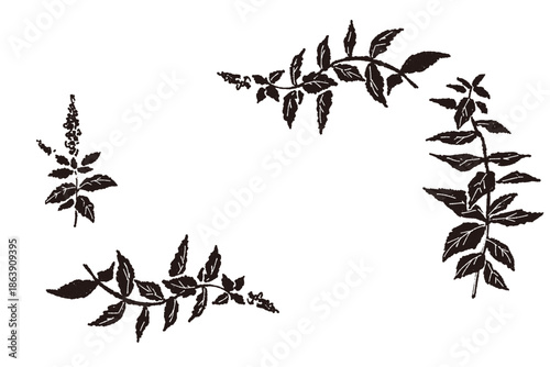 ミントの手書きモノクロイラスト