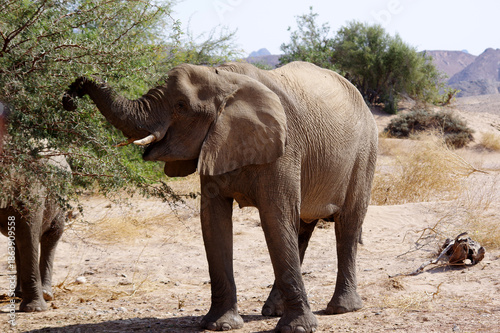 Quadro em tela Éléphants qui mange en Namibie