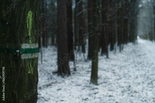 Wallpaper Mural A green and white trail blaze painted on a tree trunk in a snow-covered forest during the winter season Torontodigital.ca