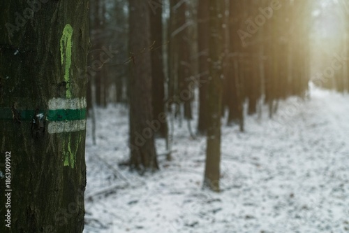 Wallpaper Mural A green and white trail blaze painted on a tree trunk in a snow-covered forest during the winter season Torontodigital.ca