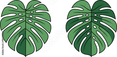 Two detailed illustrations of large Monstera deliciosa leaves displayed side-by-side, showing subtle variations in green shading and texture for botanical design.