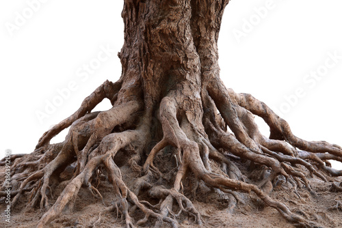 Intertwined tree roots texture isolated on transparent background