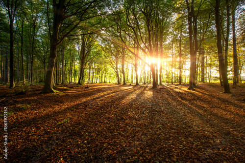 Dawn sunrise bursting through woodland trees in Norfolk