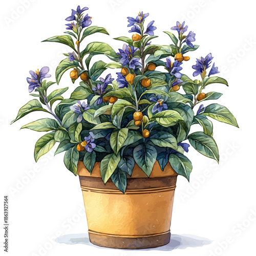 A Wild Bergamot In A Vase, watercolor drawing vector, isolated on a white background.