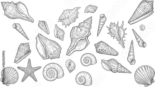 Hand drawn seashells and starfish collection, vintage marine sketch illustration set, ocean beach elements, engraved line art, design