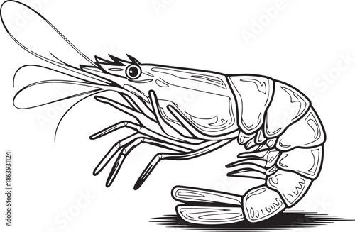 A hand-drawn sketch of a shrimp, often utilized in designs related to ocean life, biology, or the fishing industry.