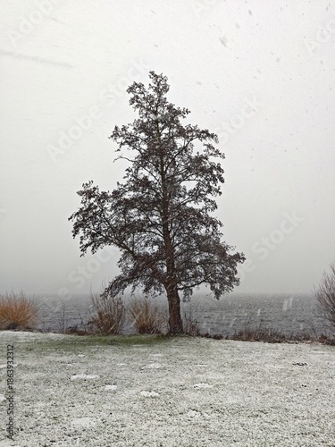 Erle bei Schneesturm