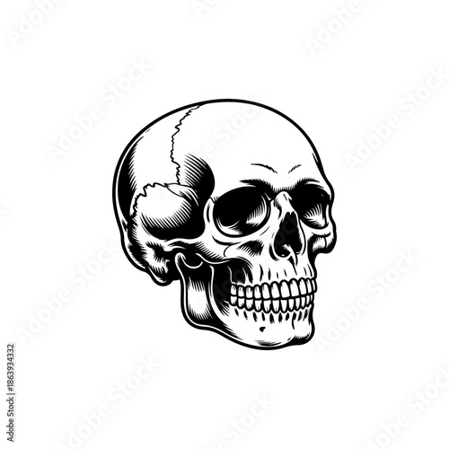 black and white vector illustration of an anatomically correct human skull in three-quarter view, featuring realistic shading and line work for stock design.