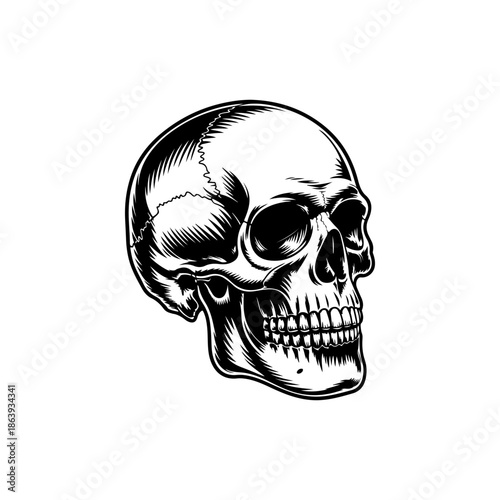 black and white vector illustration of an anatomically correct human skull in three-quarter view, featuring realistic shading and line work for stock design.