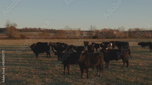 Vue aérienne de taureaux en camargue dans une manade traditionnelle