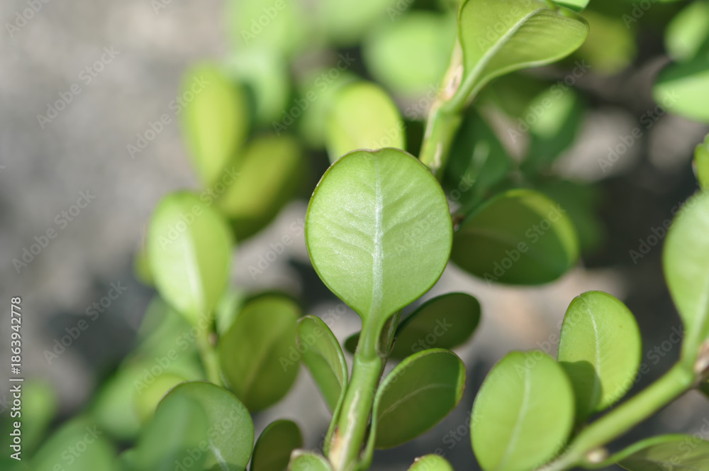 Fototapeta premium Korean boxwood Buxus microphylla of Buxaceae is an evergreen shrub used for garden hedges and timber. This is an authentic optical photography captured on location.