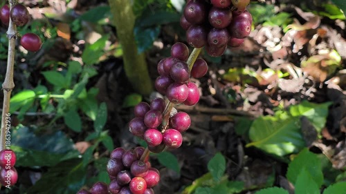 Close-up of ripe coffee cherries showing bright red and purplish tones on the branch.