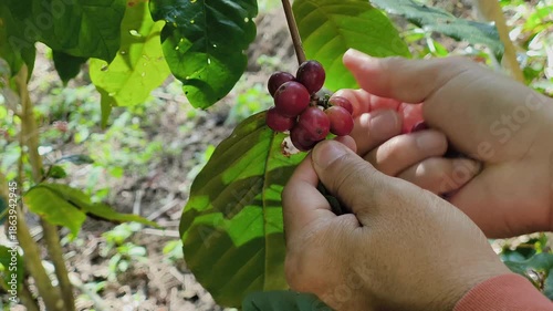 Hand harvesting ripe red coffee cherries directly from the coffee plant