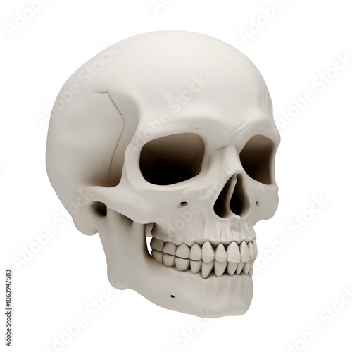 3D human skull anatomy model isolated on transparent background, realistic bone texture craniofacial skeleton for medical education, science research, halloween horror or gothic art design.