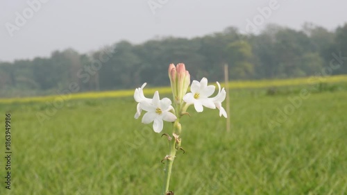 White Tuberose Flowers Blooming in Lush Green Meadow