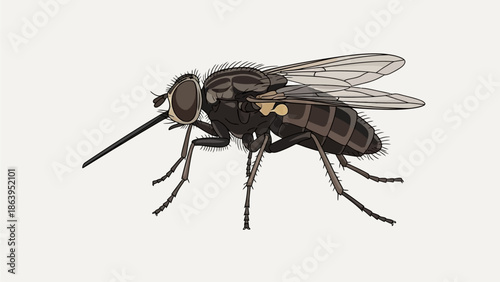 fly on white background