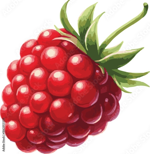 Vector watercolor painted illustration of a rasberry