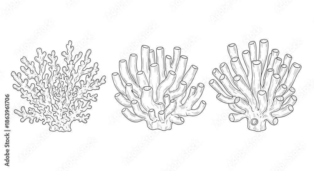 Fototapeta premium Set of three detailed black and white sketches of different coral species from the ocean reef for marine life and scientific illustration.