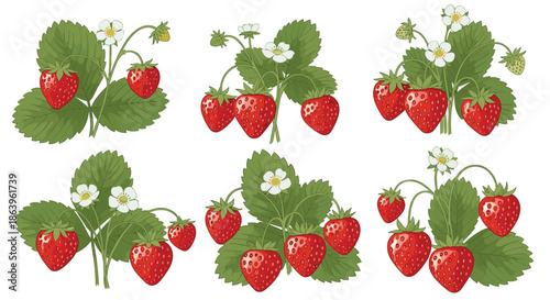 Collection of six strawberry plant illustrations featuring red berries and white flowers for summer fruit and garden themes.