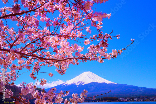 桜越しの富士山