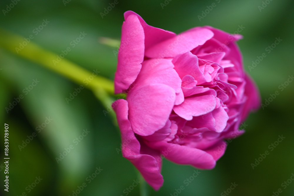 Naklejka premium róża 