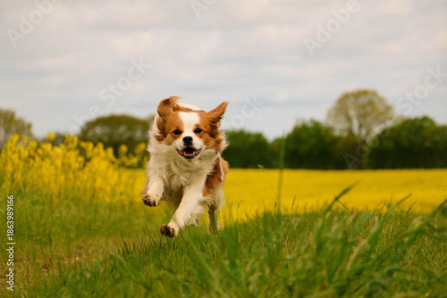 A cute little brown and white mixed-breed dog runs around happily on a lawn in a rapeseed field
