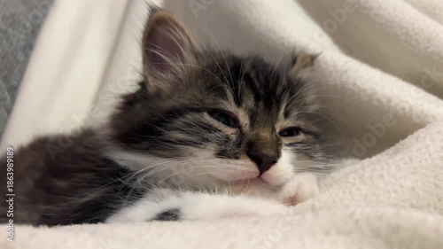 Primer plano de gatito mestizo durmiendo tiernamente