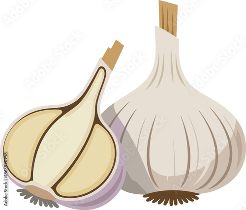Garlic bulb and sliced cross section clove head vector illustration