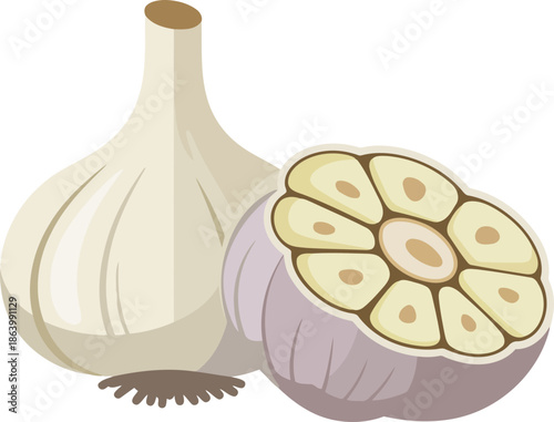 Whole garlic bulb and cut clove head vector illustration for culinary design