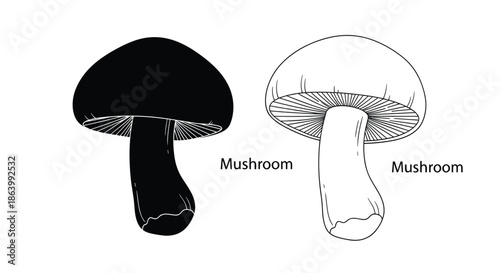 Comparative biological illustration of a mushroom showing a solid black silhouette and a detailed line drawing with text labels.