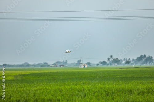 Peaceful countryside near Madurai with a egret bird in flight across fertile farmlands at sunrise