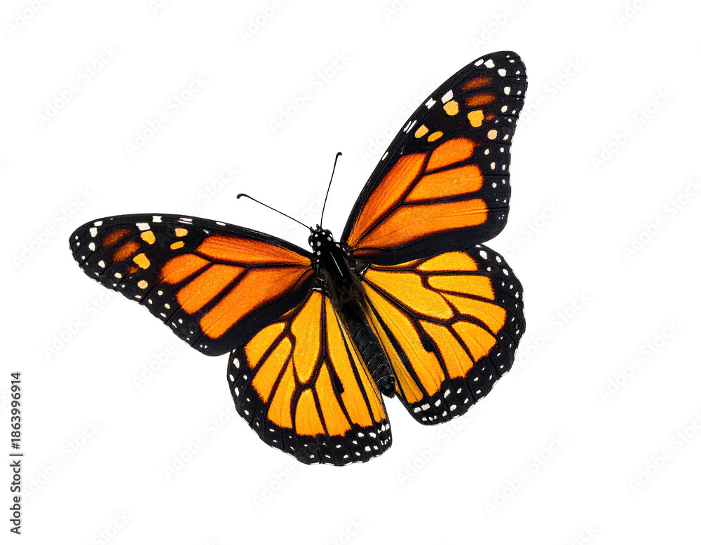 Obraz premium A vibrant, close-up view of a Monarch butterfly with striking orange, black, and white markings