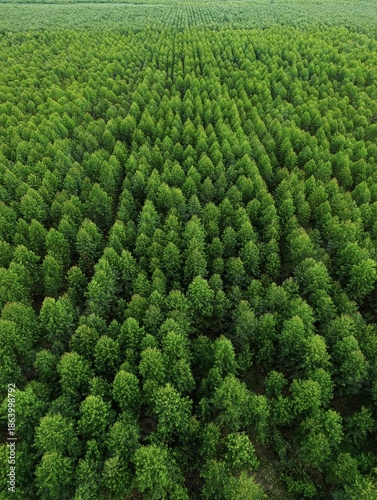 Fotografi Overhead perspective of eucalyptus tree canopy in a structured industrial plantation, reflecting growth, order, and eco-friendly land use