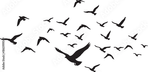 Flying A flock of flying birds on a white background, Vector bird silhouette