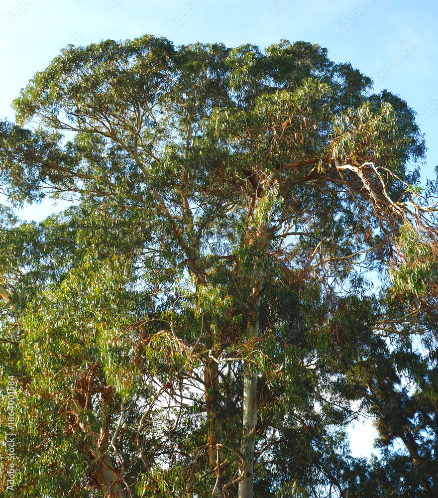 Fototapeta premium Common eucalyptus tree eucalyptus globulus