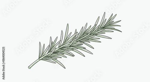 Elegant botanical sketch of a fresh rosemary sprig with needle-like green leaves and a textured woody stem over a clean white background.