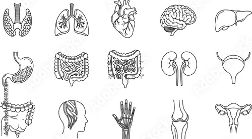 Brain, Heart, Lungs, Liver, Kidneys, and Digestive System Outline Graphic CollectionBrain, Heart, Lungs, Liver, Kidneys, and Digestive System Outline Graphic Collection