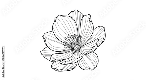 Beautiful detailed engraving style illustration of a single flower head with many petals on a clean white background scene.