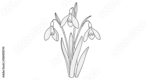 Group of three blooming snowdrop flowers with long leaves in a detailed black and white engraving style illustration.