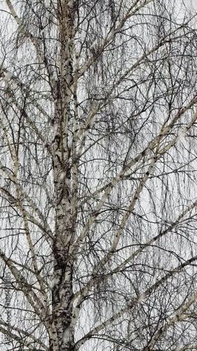 A tree with snow on it. The snow is covering the branches and the trunk. The tree is bare and has no leaves