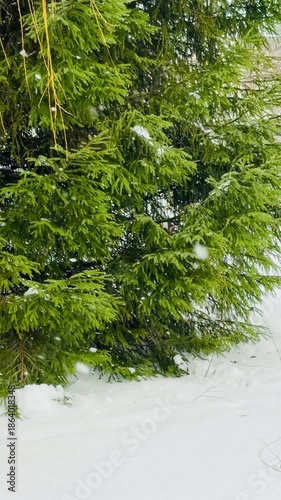 A tree covered in snow. The tree is green. The snow is white