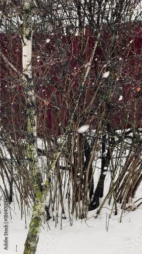 A tree with snow on it. The snow is covering the branches and the trunk. The tree is bare and has no leaves