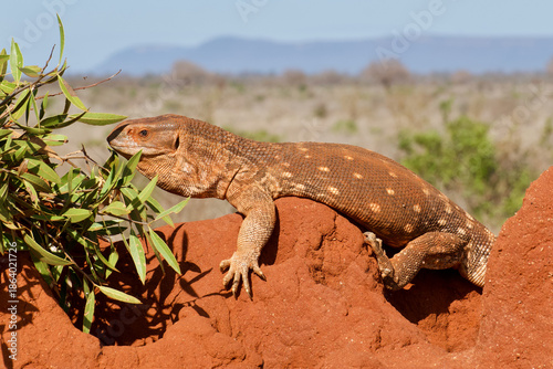 Quadro em tela Savannah Monitor Lizard at Tsavo East in Kenya.