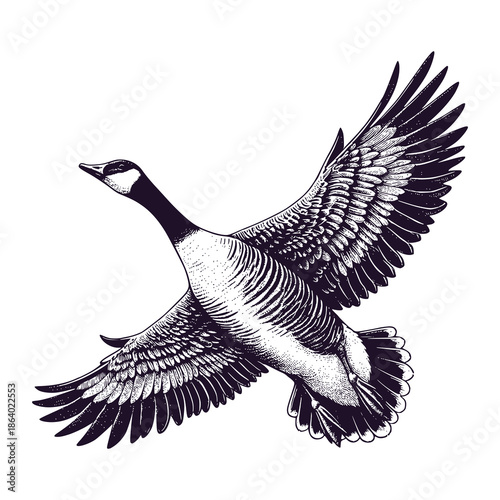 flying geese seen below