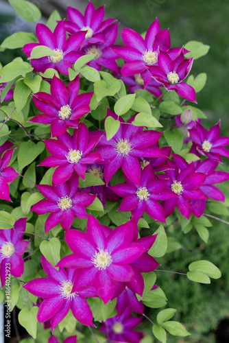 Clematis