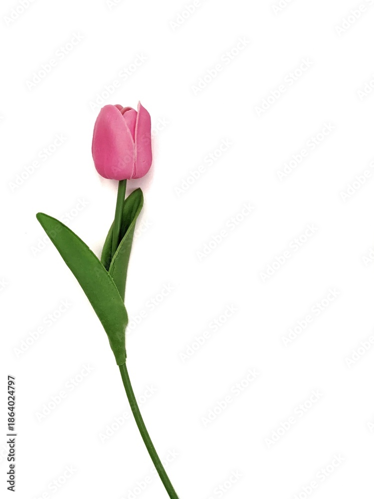 Obraz premium pink tulip isolated on white background 