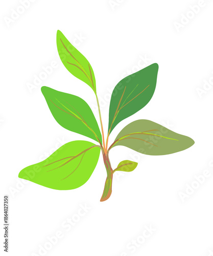 Botanical art or a postcard with green leaves and sprigs of basil or sage. Different shades of green on a separate white background. Vector.