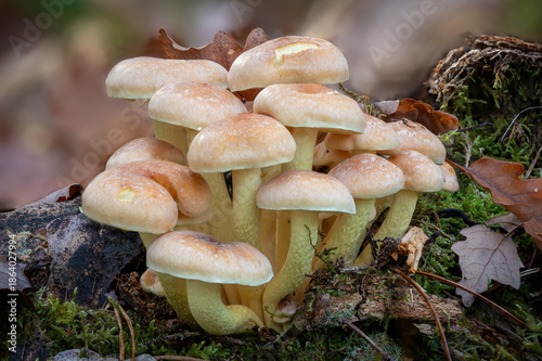 фотографія Close up of a group of leaved brimstone mushrooms between autumn leaves